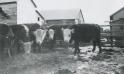 Quinn Farm - Cow barn built during WWII