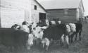 Quinn Farm - Cow barn built during WWII