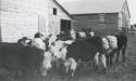 Quinn Farm - Cow barn built during WWII Quinn Farm - Cow barn built during WWII