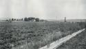 Michael Quinn farm, Spokane, WA - strawberry picking